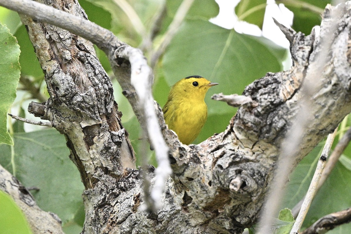 Wilson's Warbler - ML641982077