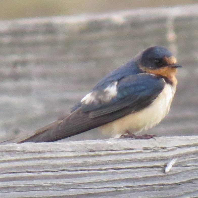 Cliff Swallow - ML641982078