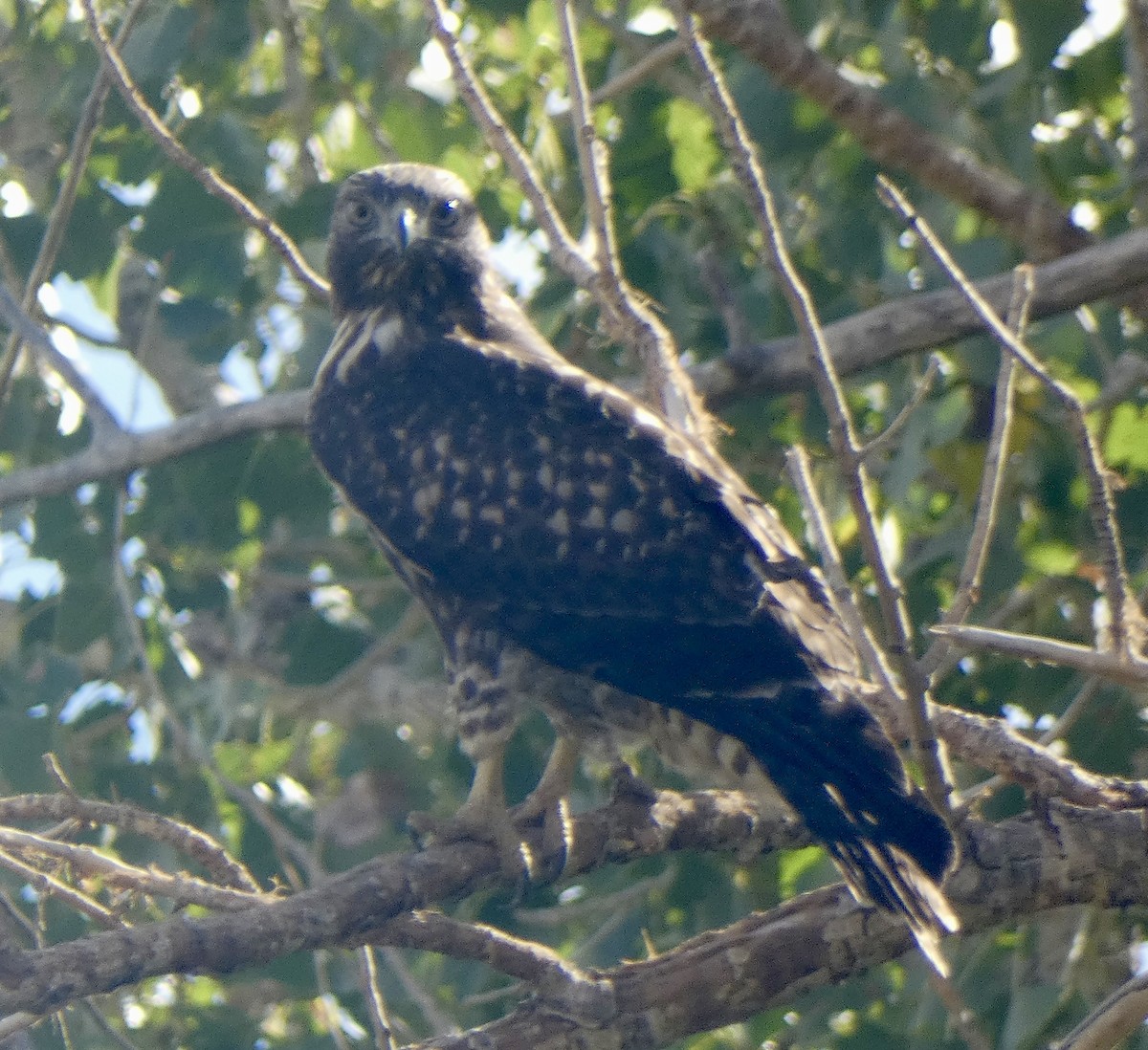 Red-tailed Hawk - ML641982080