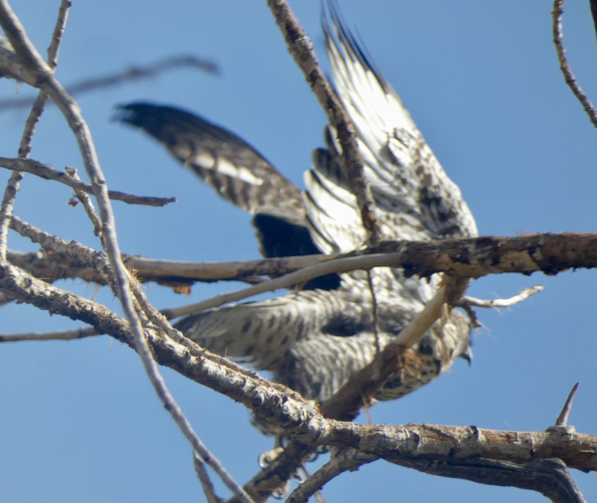 Red-tailed Hawk - ML641982082