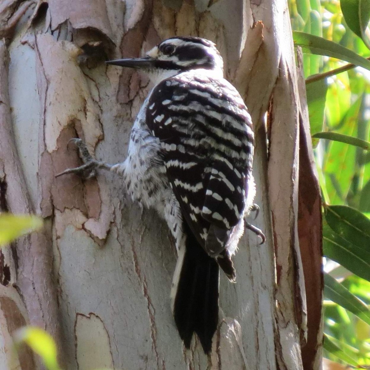 Nuttall's Woodpecker - ML641982085