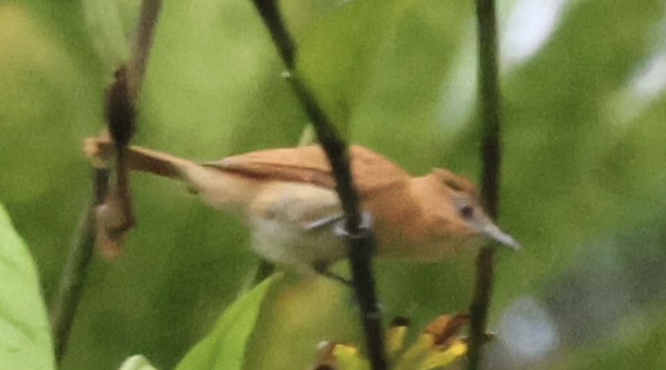 Cinnamon Becard - ML641982086