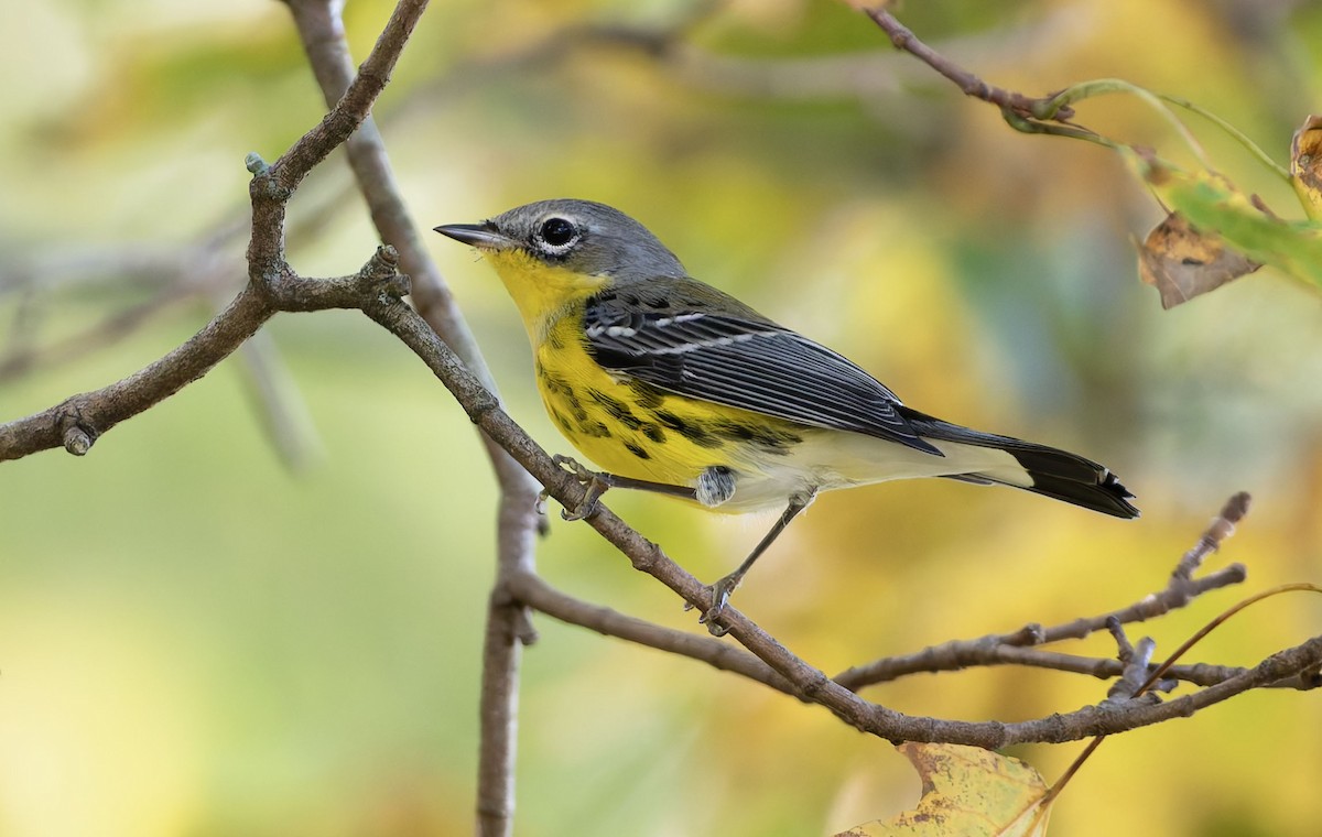 Magnolia Warbler - ML641982089