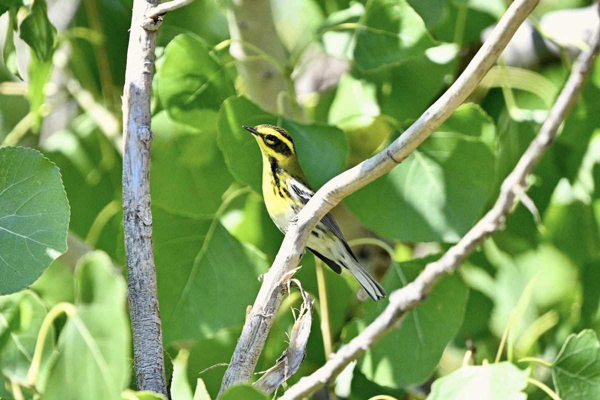 Townsend's Warbler - ML641982091