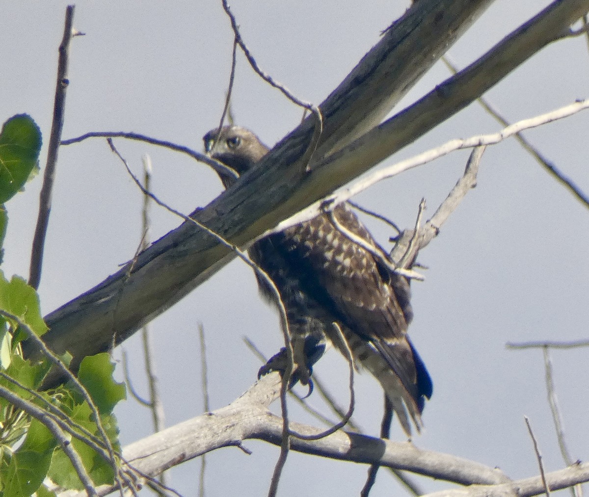 Red-tailed Hawk - ML641982092