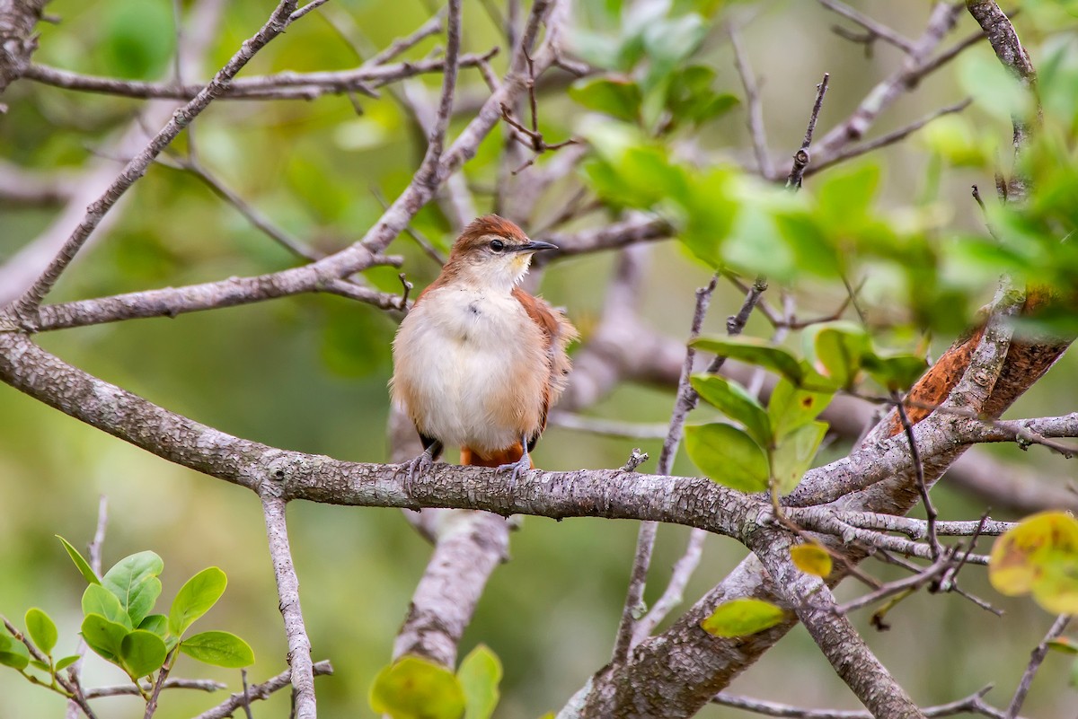 Yellow-chinned Spinetail - ML64198211