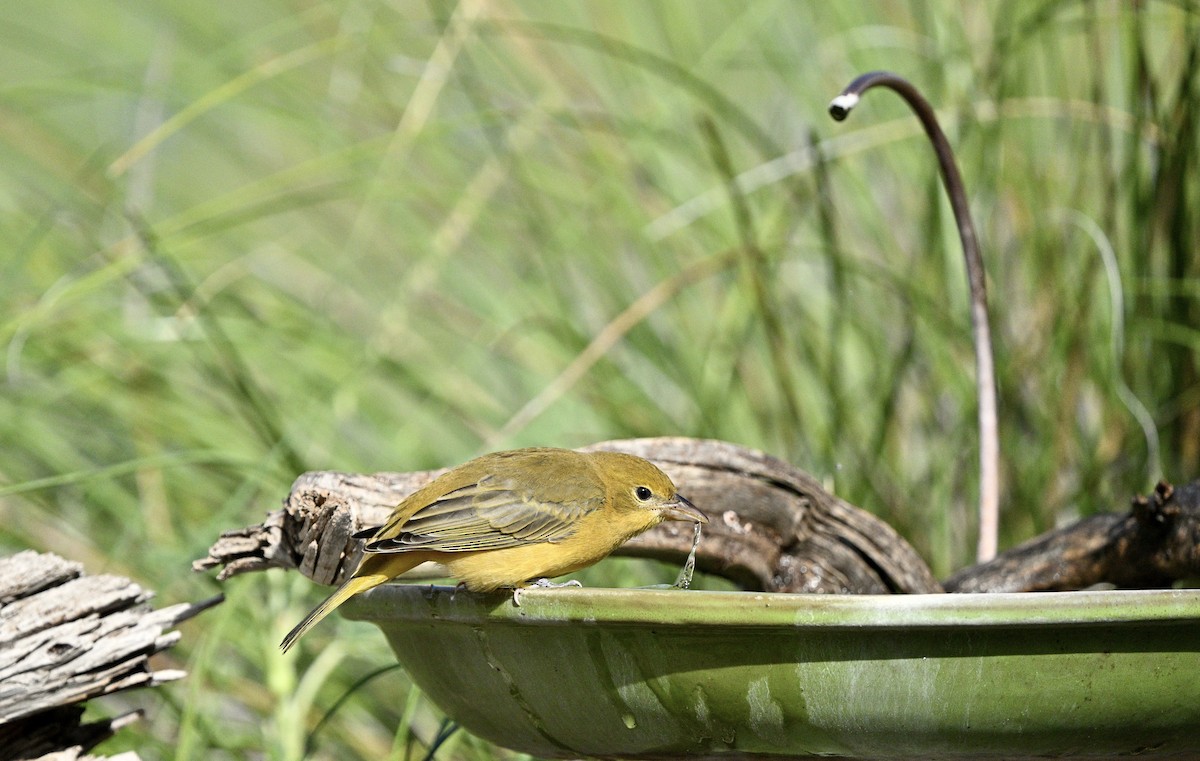 Summer Tanager - ML641982117