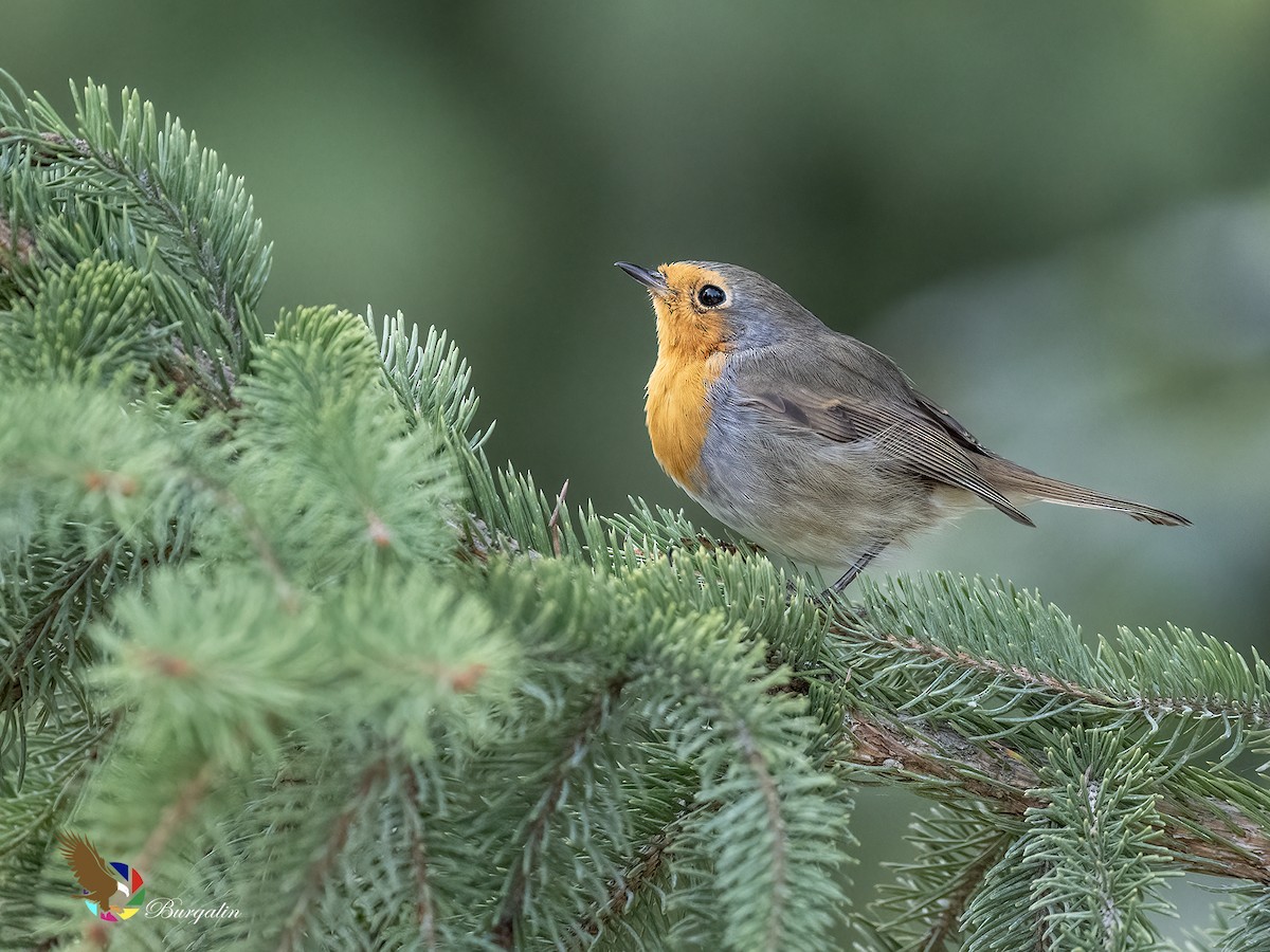 European Robin - ML641982118