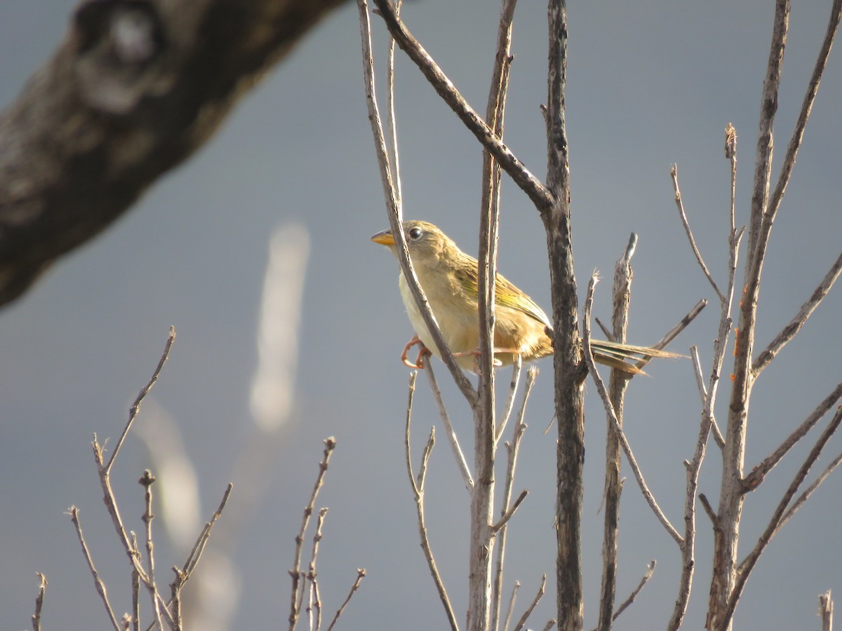 Wedge-tailed Grass-Finch - ML641982140