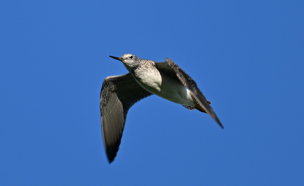 Greater Yellowlegs - ML641982148