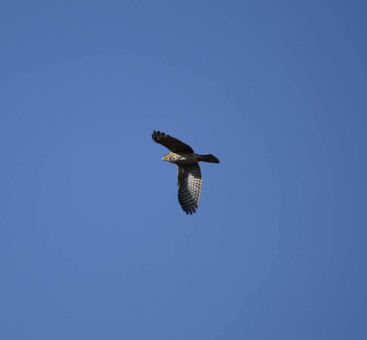 jestřáb americký - ML641982155