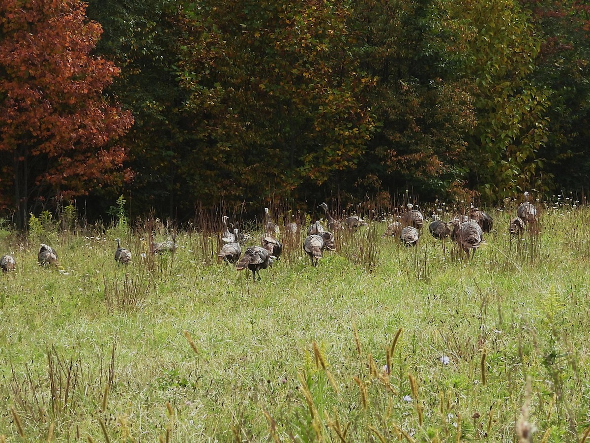 Wild Turkey - ML641982162