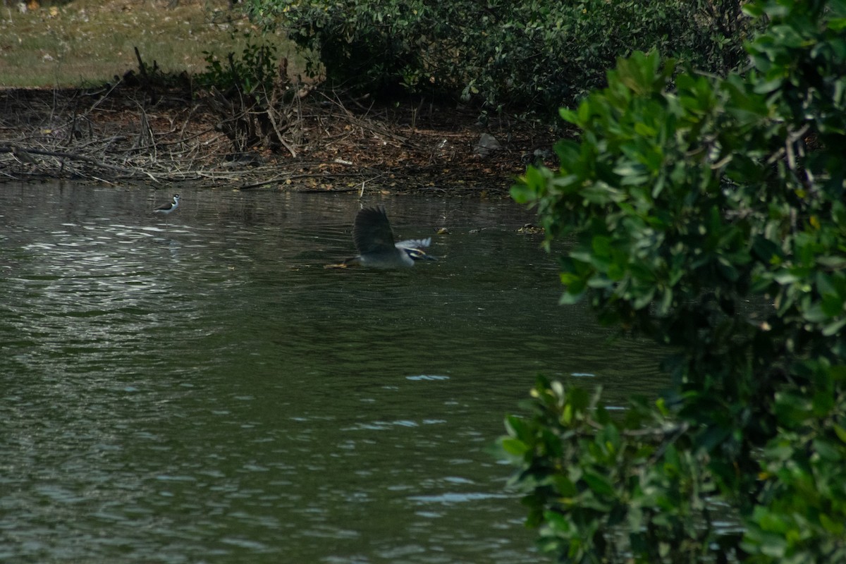 Yellow-crowned Night Heron - ML641982166