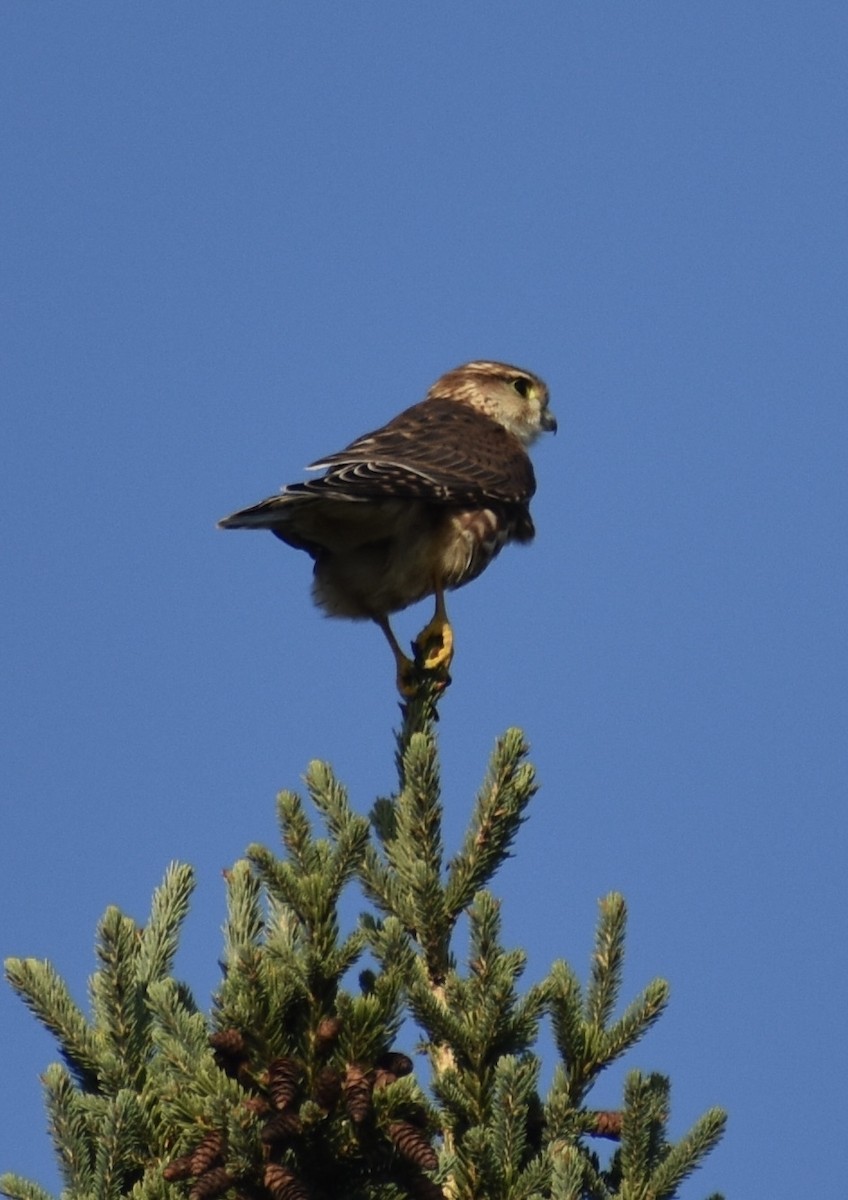dřemlík tundrový - ML641982167