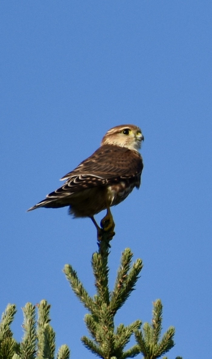 dřemlík tundrový - ML641982168