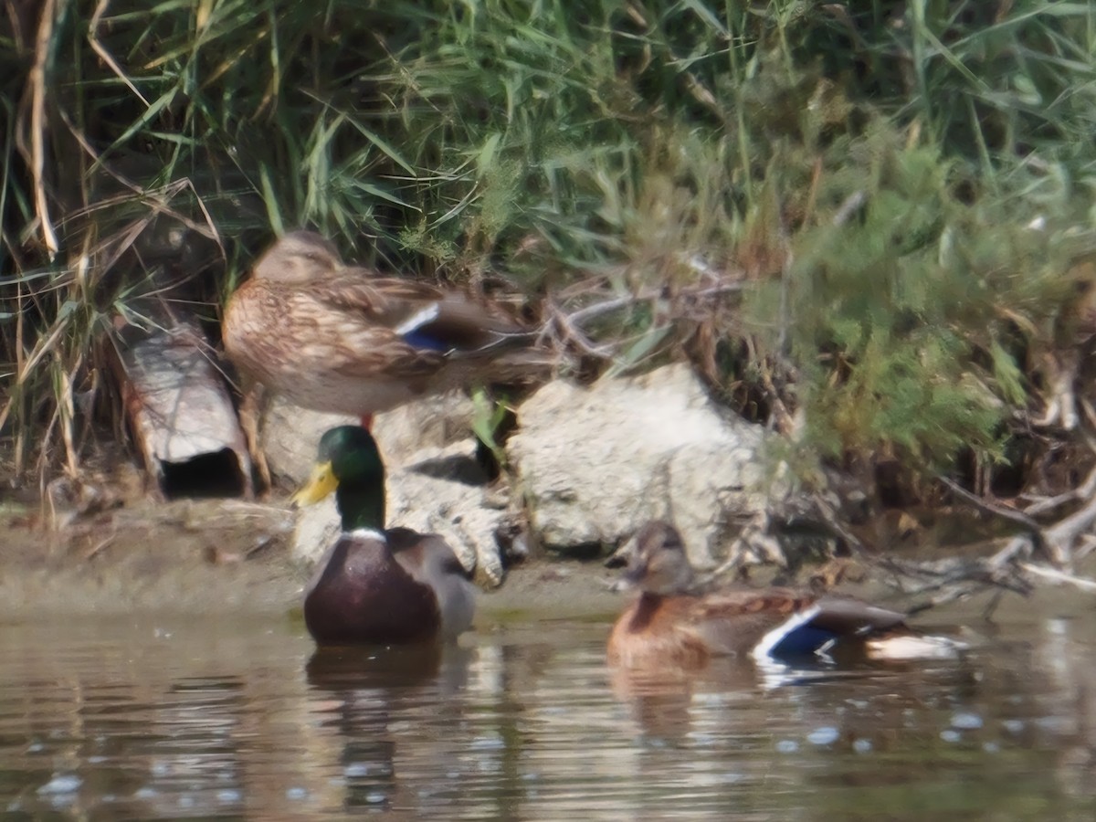 Basahatea - ML641982170