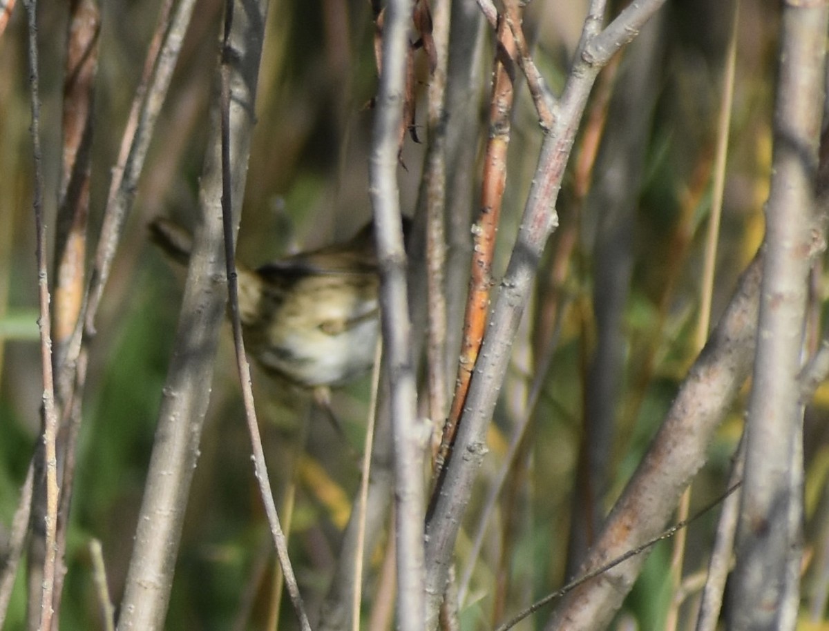 LeConte's Sparrow - ML641982188