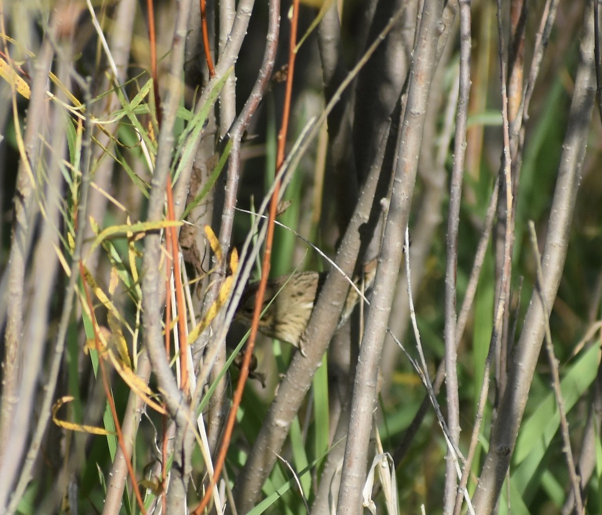 LeConte's Sparrow - ML641982189