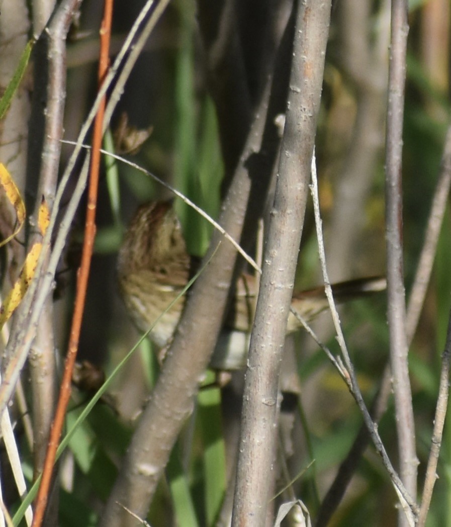 LeConte's Sparrow - ML641982190