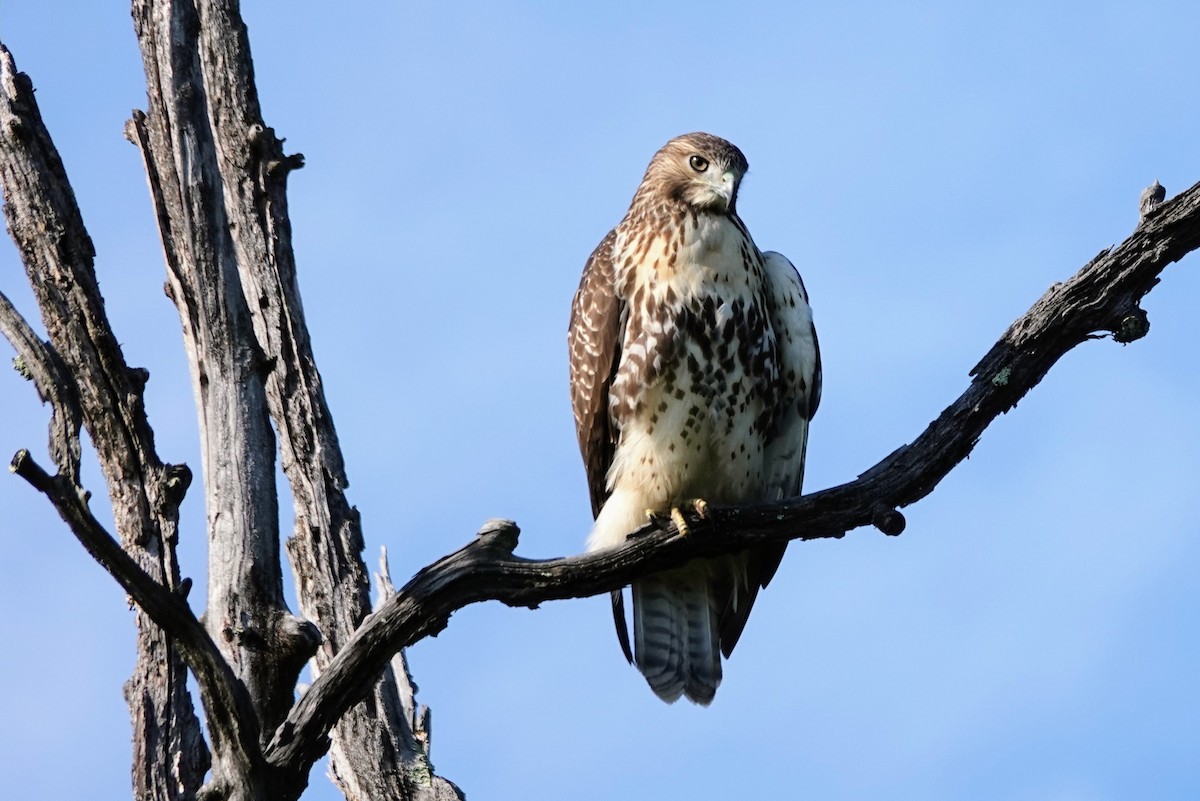 Red-tailed Hawk - ML641982198