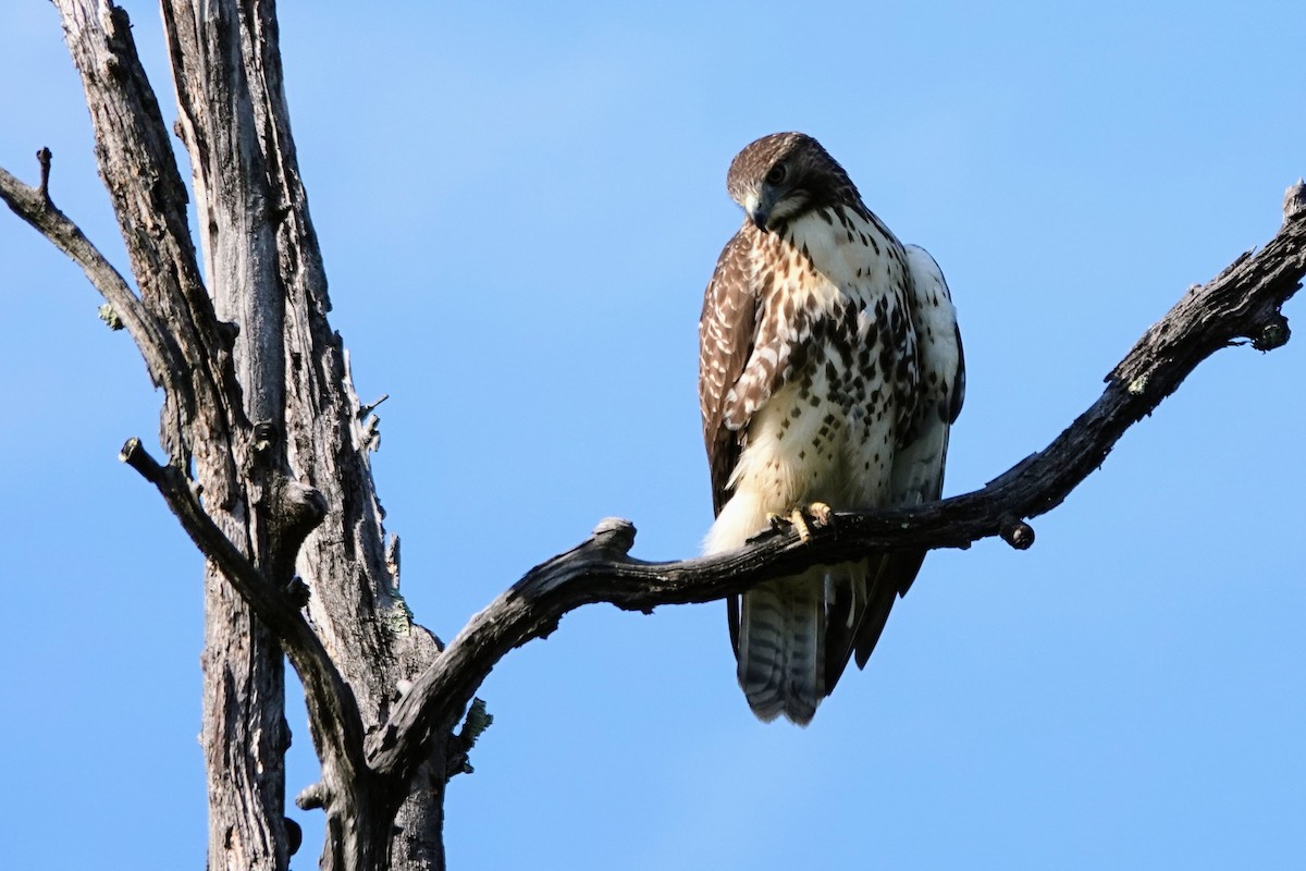 Red-tailed Hawk - ML641982200