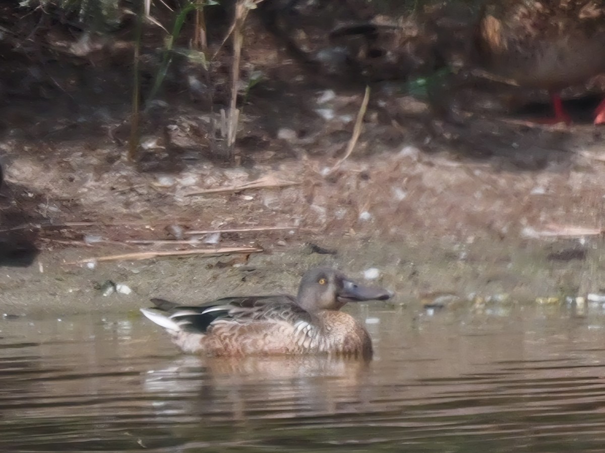 Ahate mokozabal zuria - ML641982203