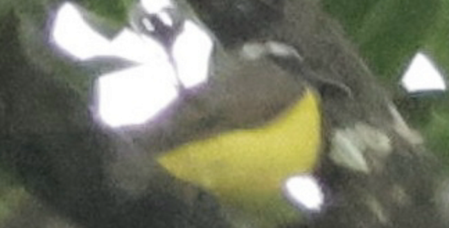 Boat-billed Flycatcher - ML641982209