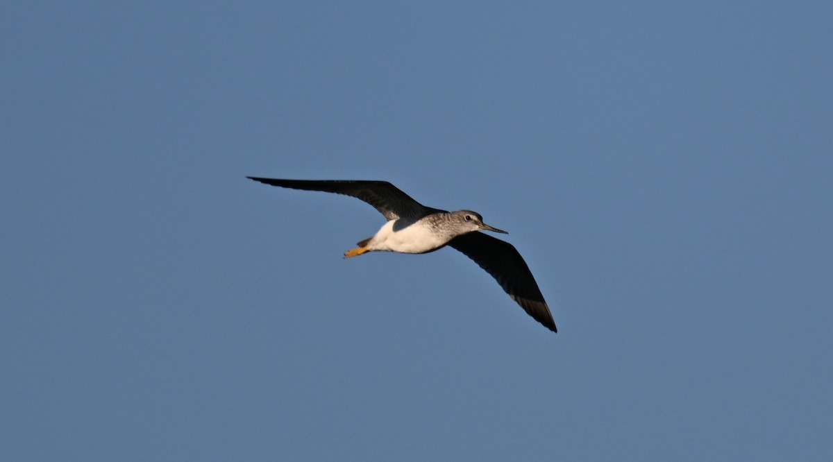 Greater Yellowlegs - ML641982223