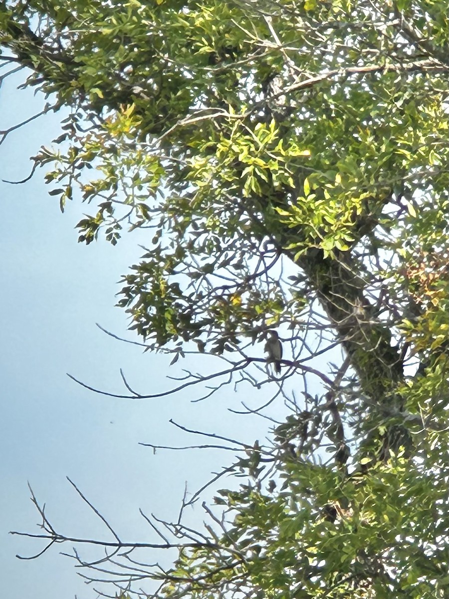 Red-headed Woodpecker - ML641982228