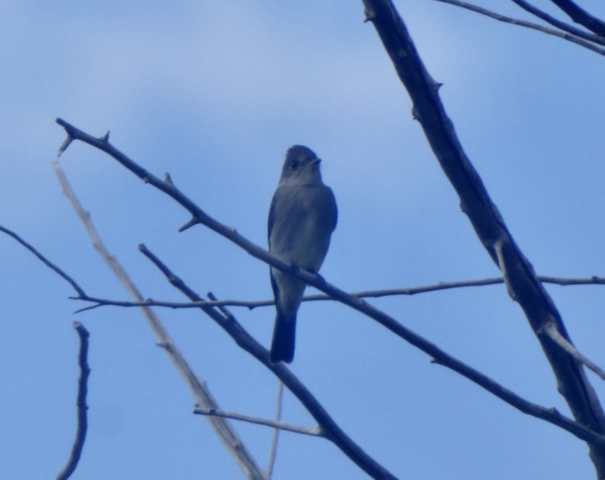 Blasskehl-Schnäppertyrann - ML641982236