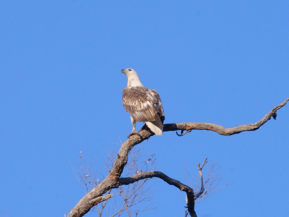 White-bellied Sea-Eagle - ML641982237