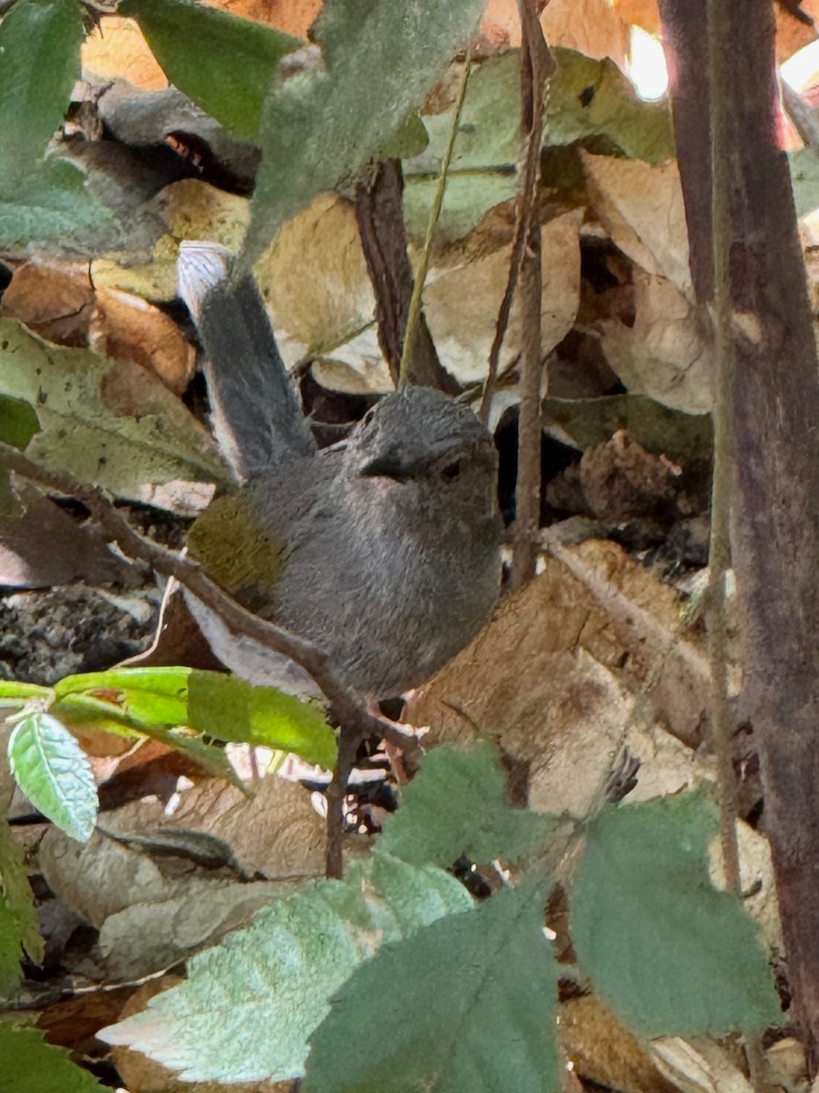 Grünmantel-Bogenflügel - ML641982258