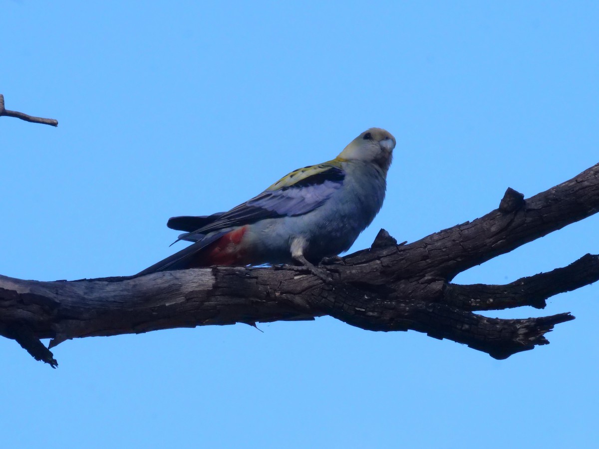 Pale-headed Rosella - ML641982267