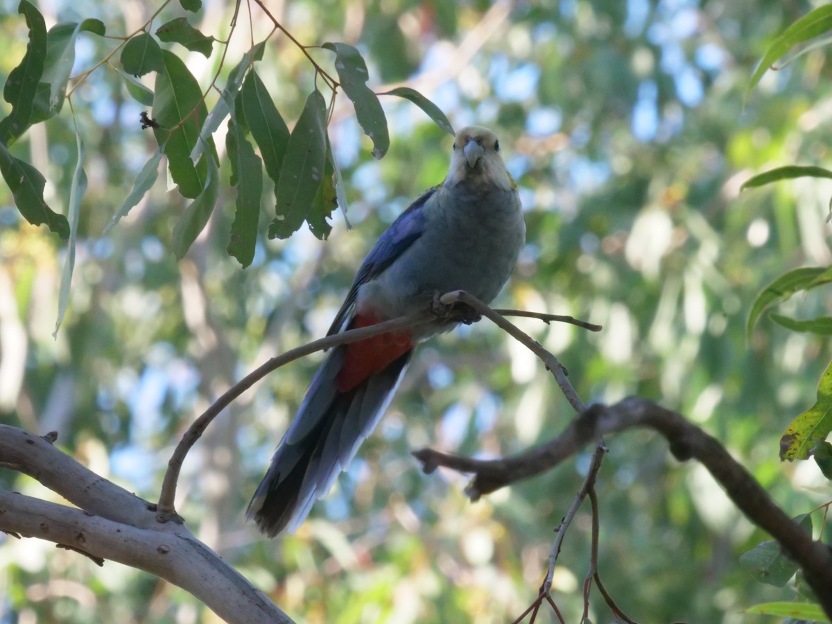 Pale-headed Rosella - ML641982268