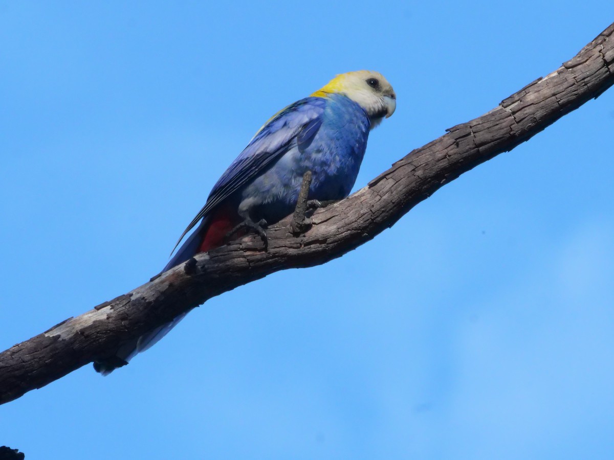 Pale-headed Rosella - ML641982269