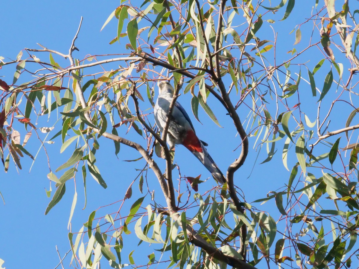 Pale-headed Rosella - ML641982270