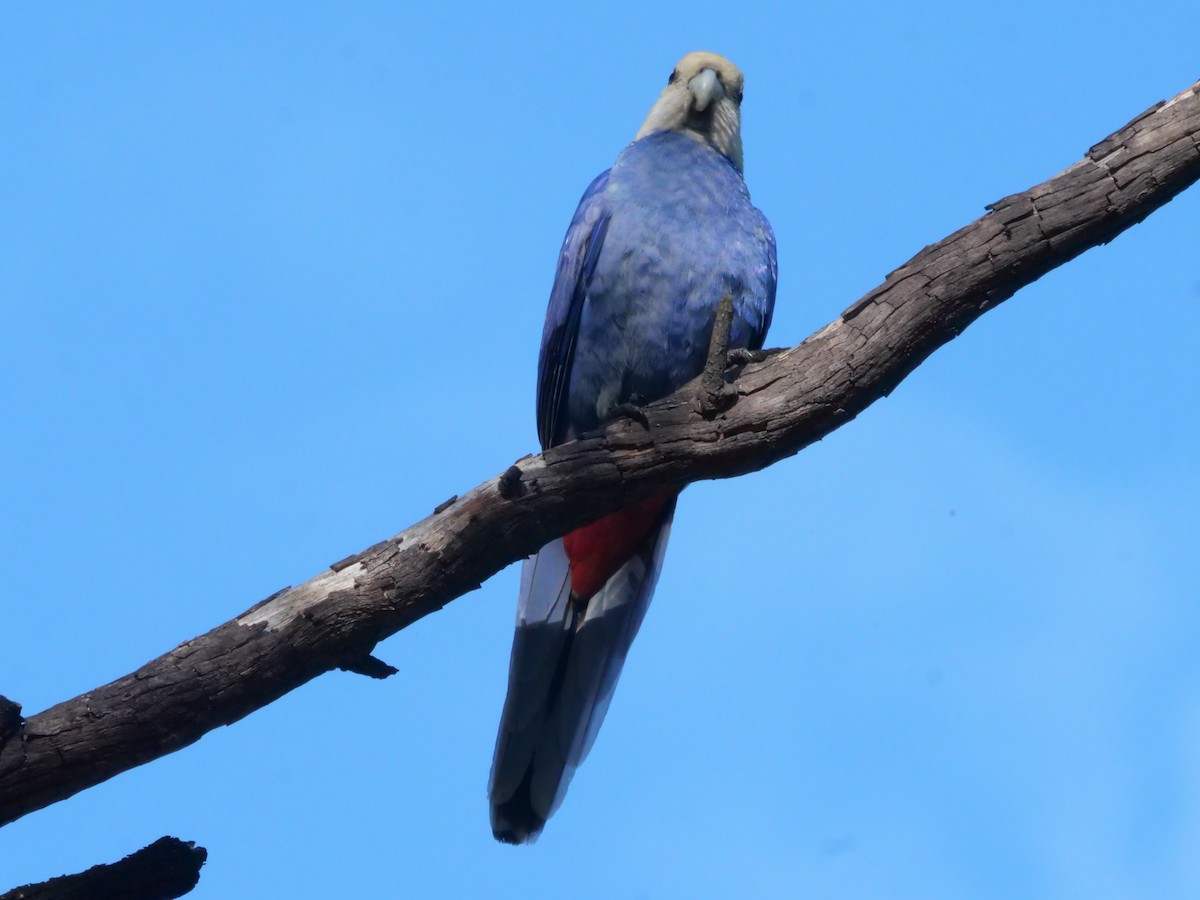Pale-headed Rosella - ML641982271