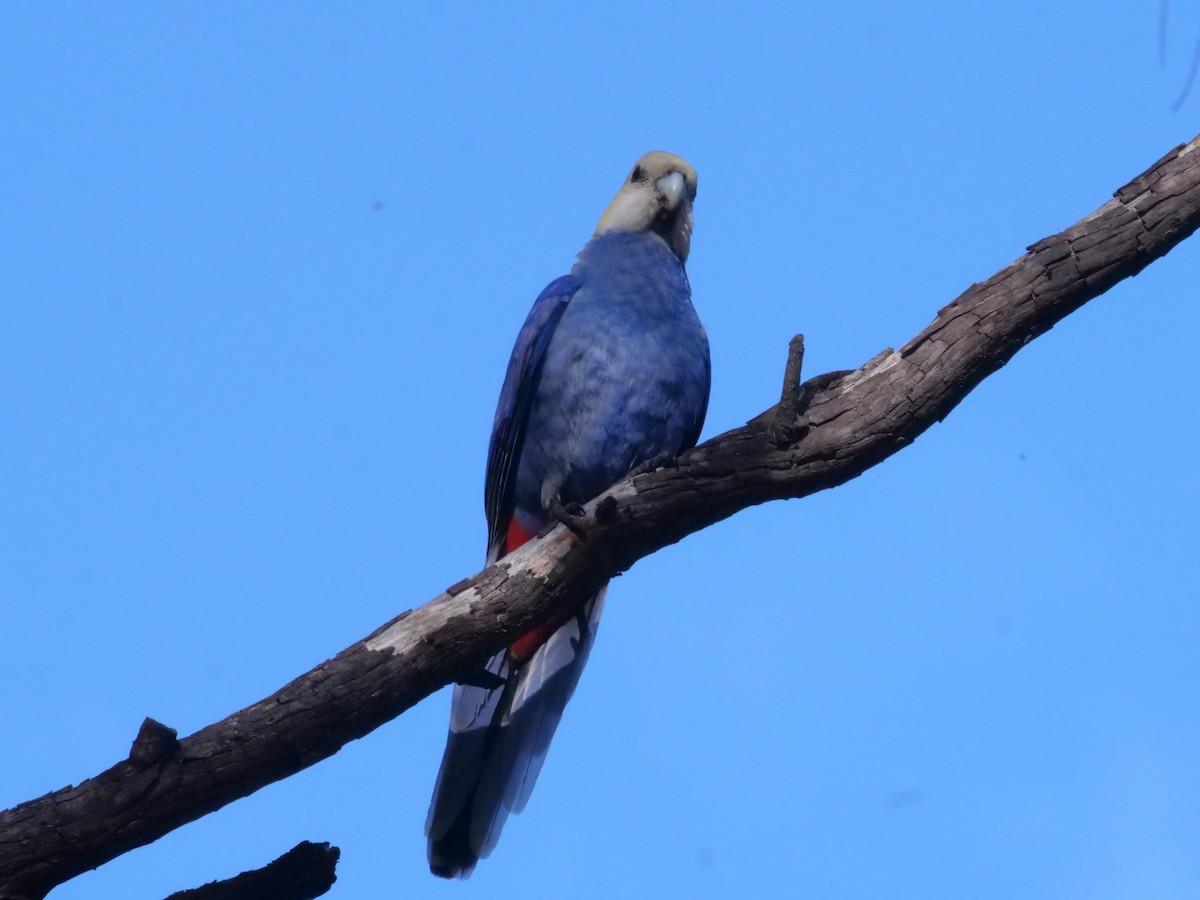 Pale-headed Rosella - ML641982272