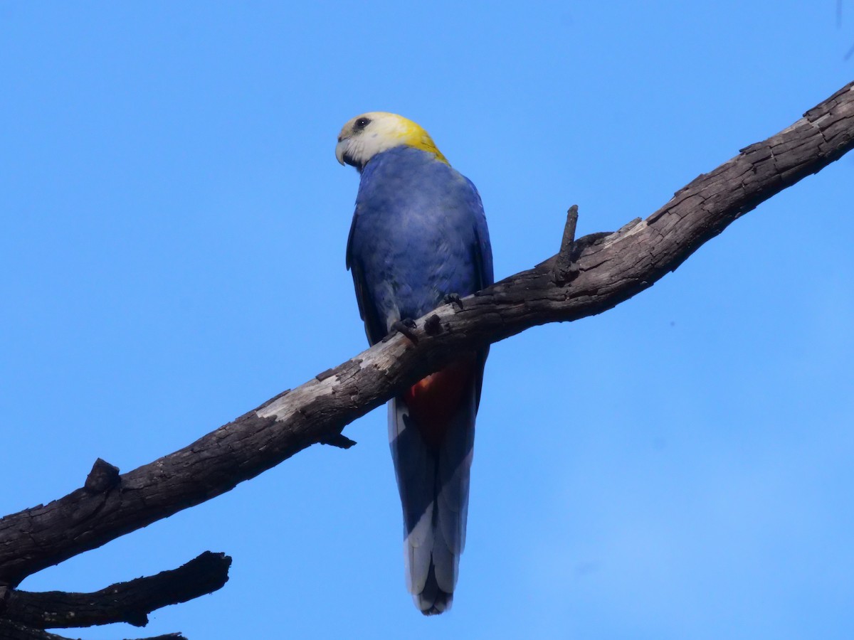 Pale-headed Rosella - ML641982273