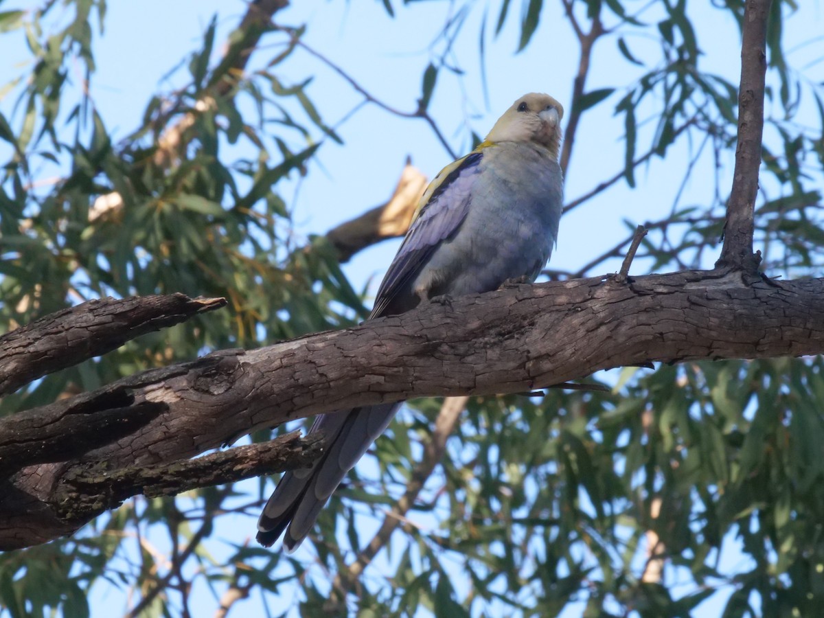 Pale-headed Rosella - ML641982274