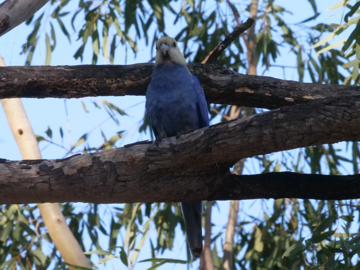 Pale-headed Rosella - ML641982275