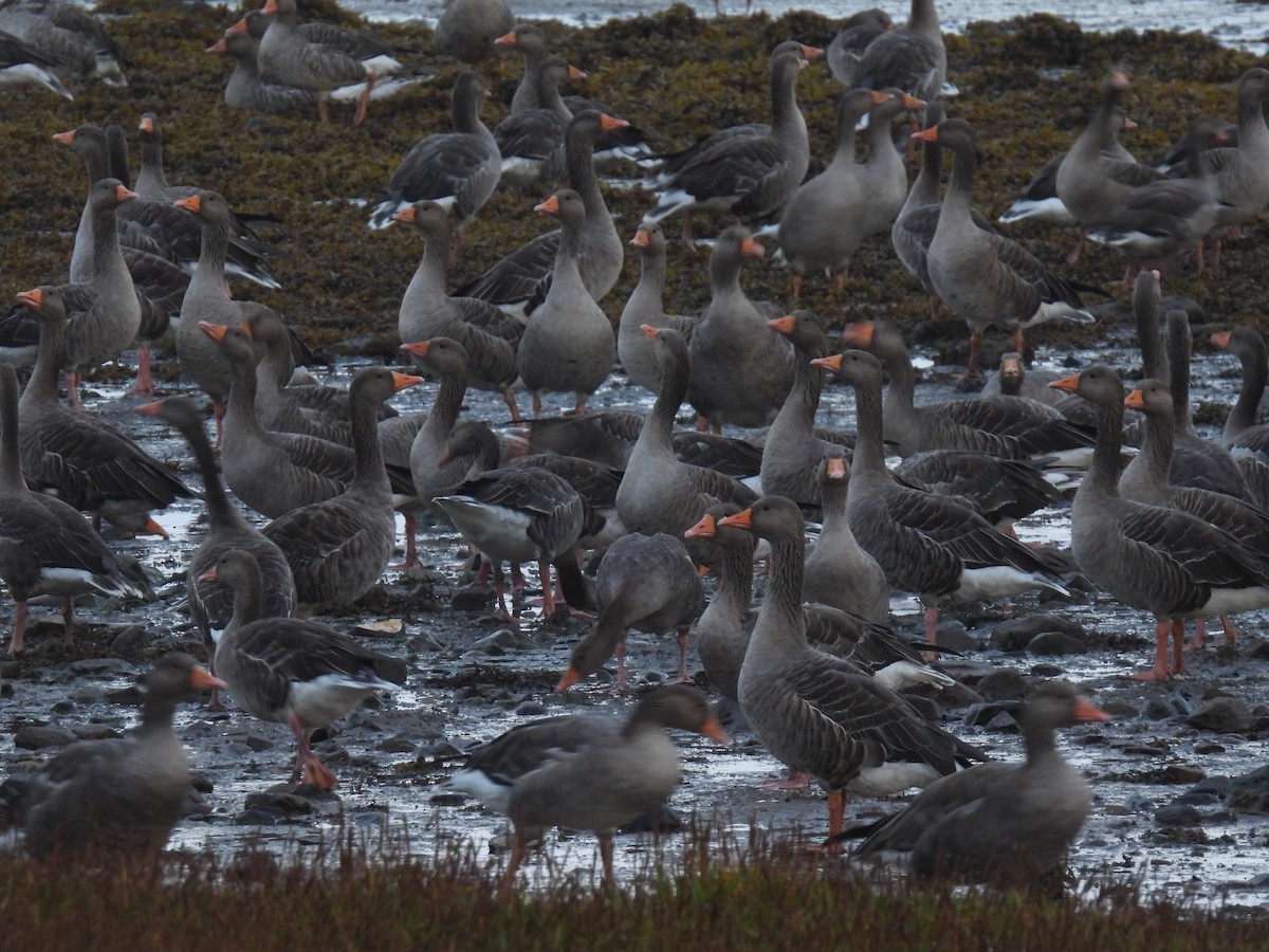 Graylag Goose - ML641982276