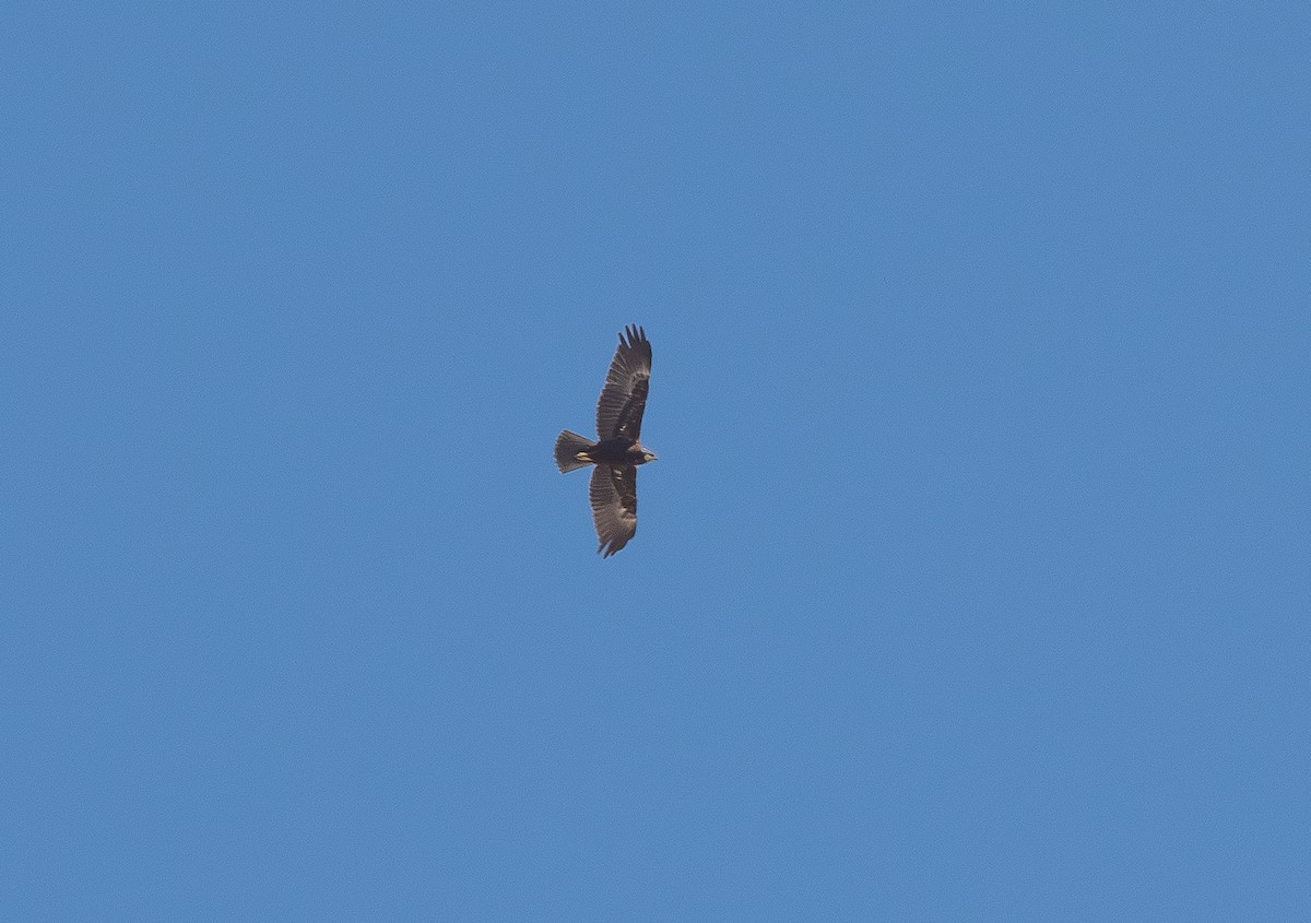 Western Marsh Harrier - ML641982278