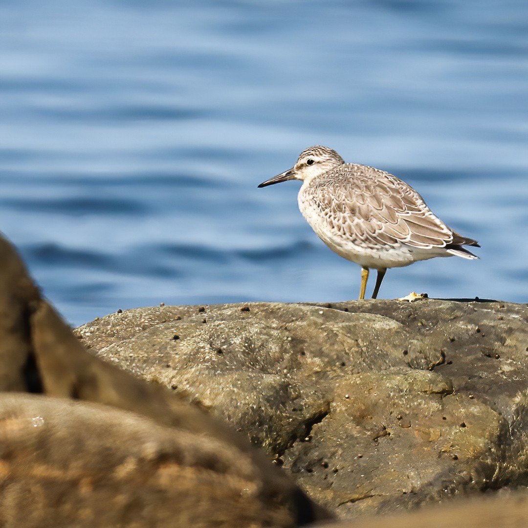Red Knot - ML641982283