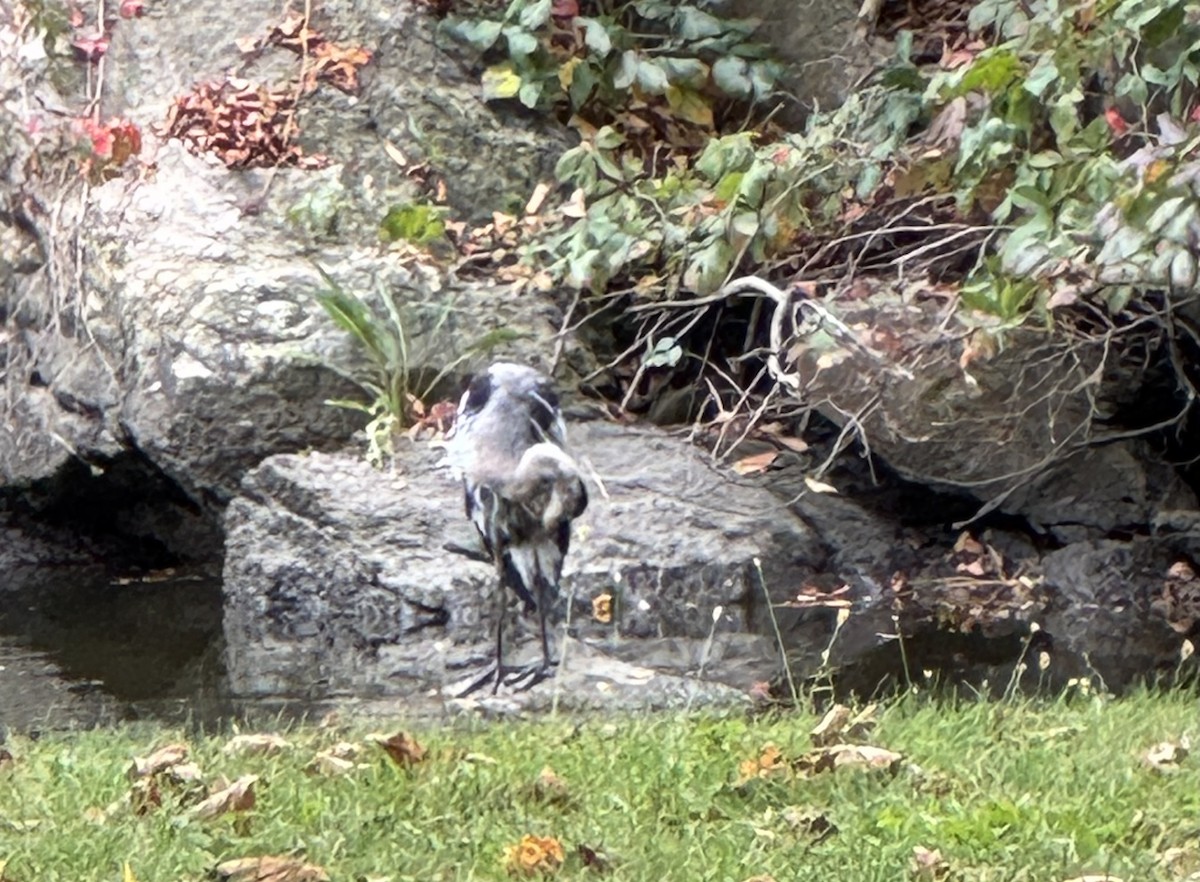 Great Blue Heron - ML641982288