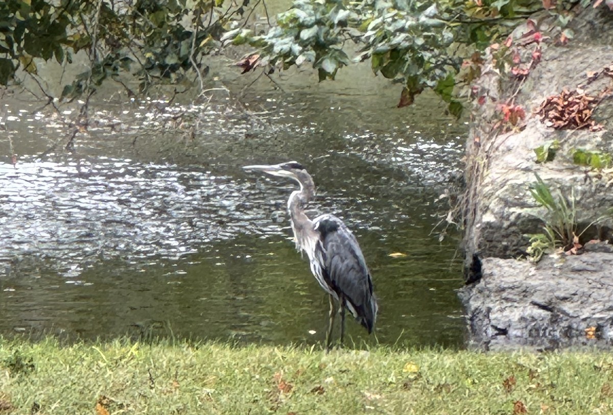 Great Blue Heron - ML641982295