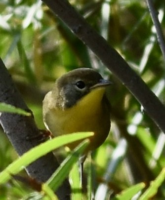 lesňáček žlutohrdlý - ML641982298