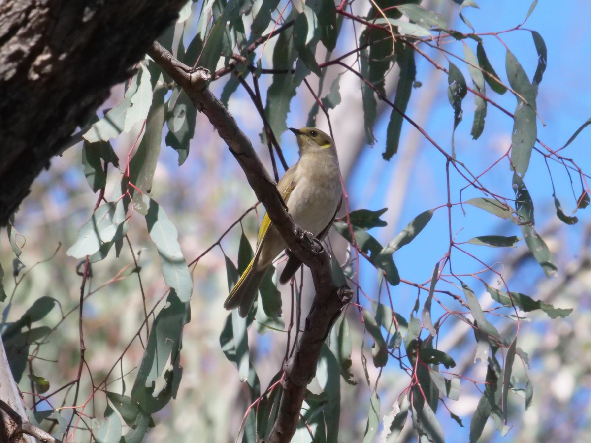 Fuscous Honeyeater - ML641982333
