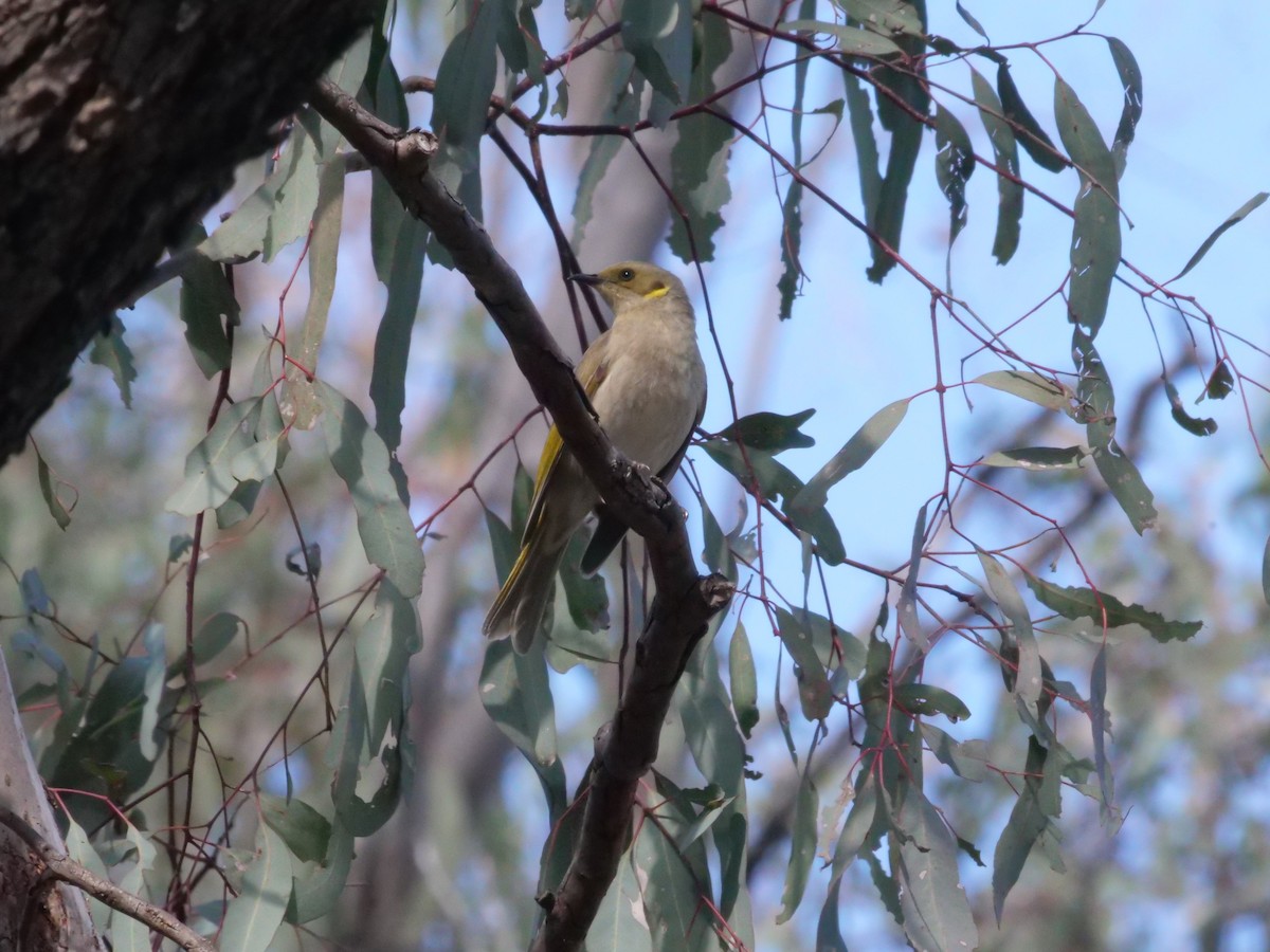 Fuscous Honeyeater - ML641982334