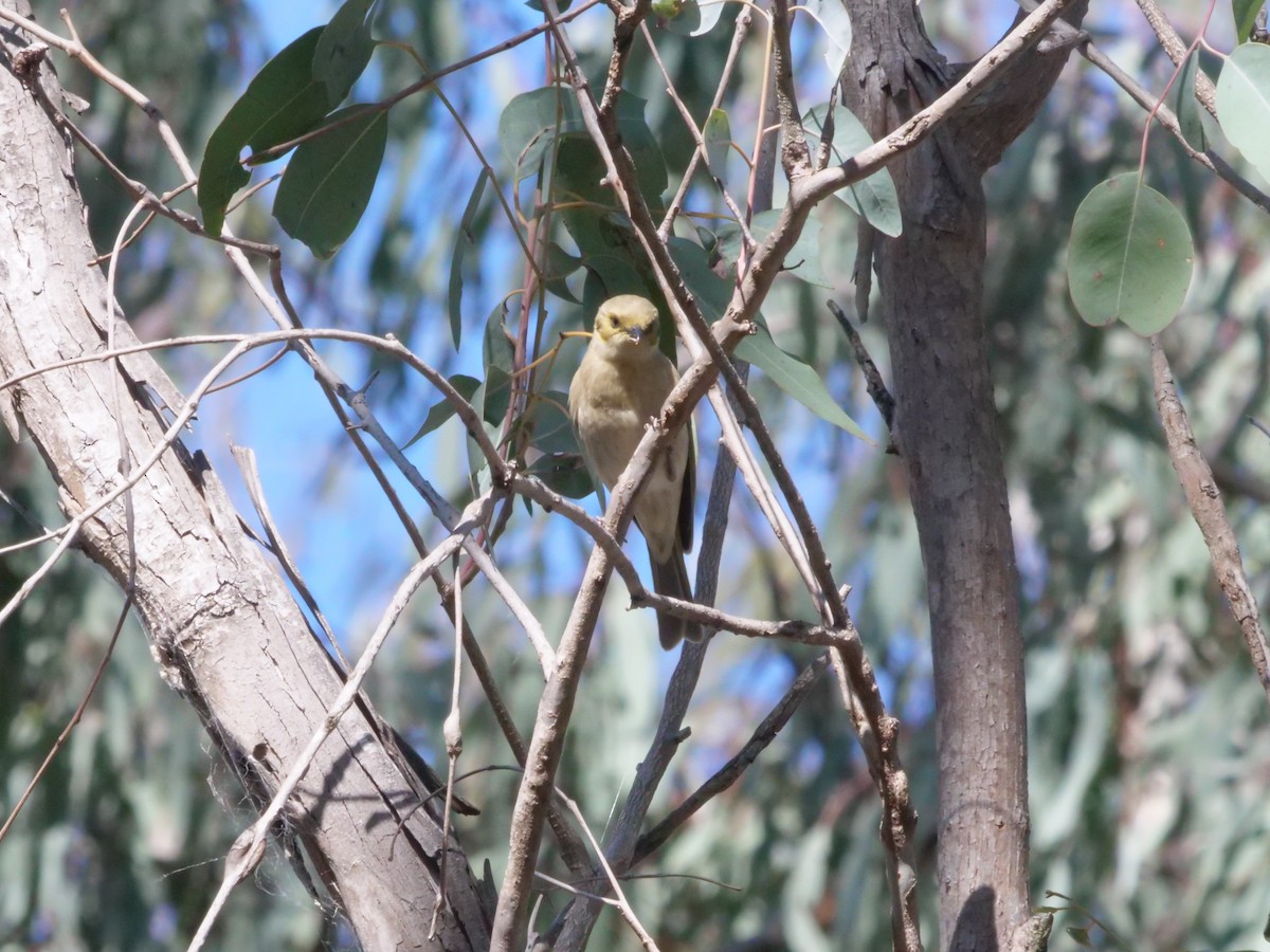 Fuscous Honeyeater - ML641982335